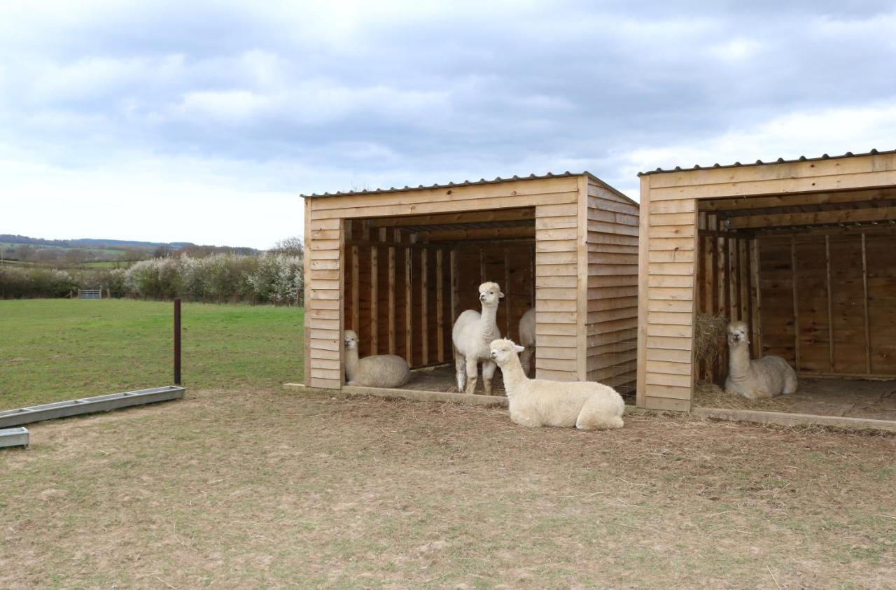 Dartmoor Reach Alpaca Farm Heated Cabins 5 Mins Drive To Dartmoor Бови-Трейси Экстерьер фото