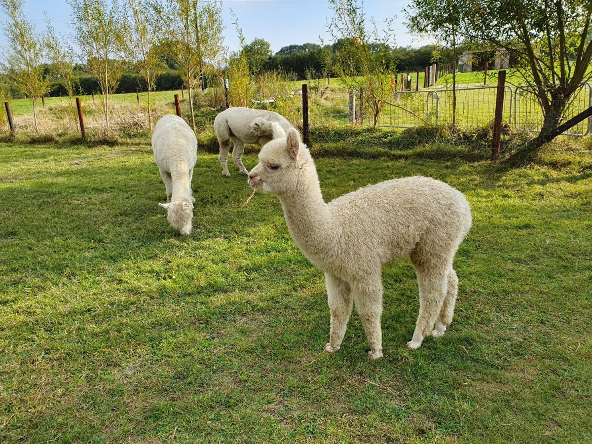 Dartmoor Reach Alpaca Farm Heated Cabins 5 Mins Drive To Dartmoor Бови-Трейси Экстерьер фото
