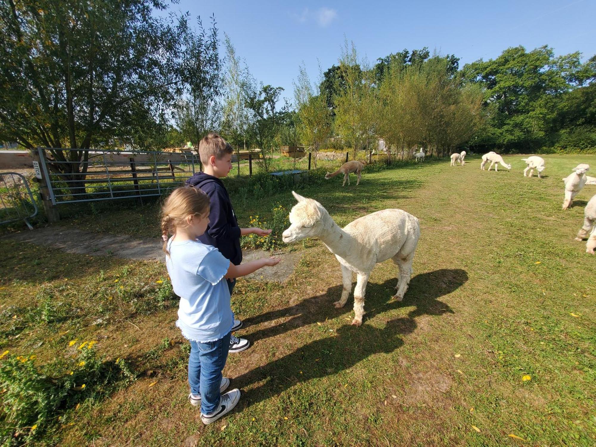 Dartmoor Reach Alpaca Farm Heated Cabins 5 Mins Drive To Dartmoor Бови-Трейси Экстерьер фото